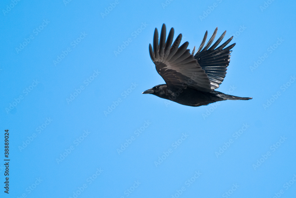 Fototapeta premium American Crow Flying in Clear Blue Sky