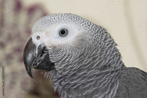 African Grey Parrot  (Psittacus erithacus)