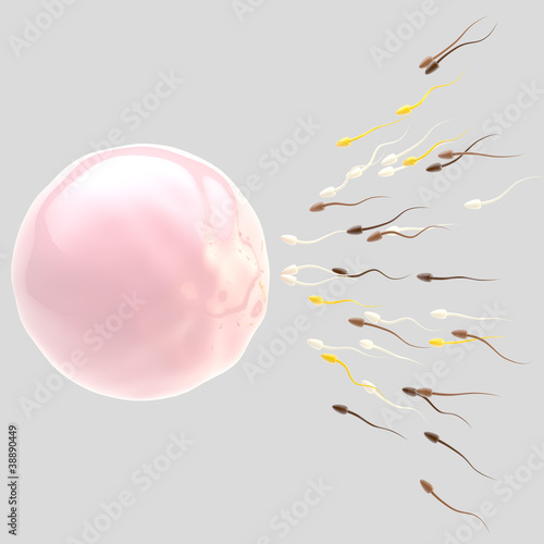 Egg and sperm isolated on grey