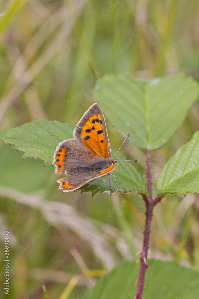 Obraz premium Small Copper butterfly (Lycaena phlaeas)