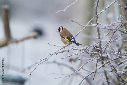 Goldfinch (Carduelis-carduelis)