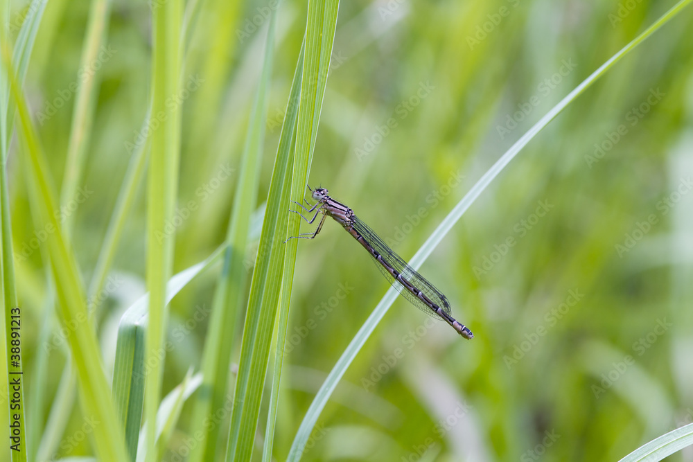 Damselfly Damselfly