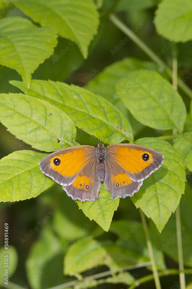 Fototapeta premium Gatekeeper Butterfly (Pyronia tithonus)