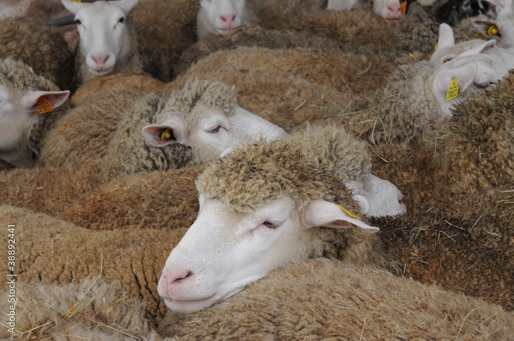 Naklejka premium Mouton en gros plan