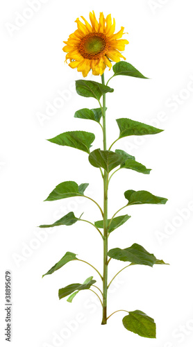 Fototapeta Naklejka Na Ścianę i Meble -  The beautiful sunflower isolated on a white background