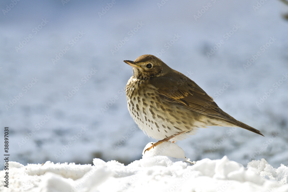 Turdus philomelos - Grive musicienne - Song Thrush Turdus philomelos - Grive musicienne - Song Thrush