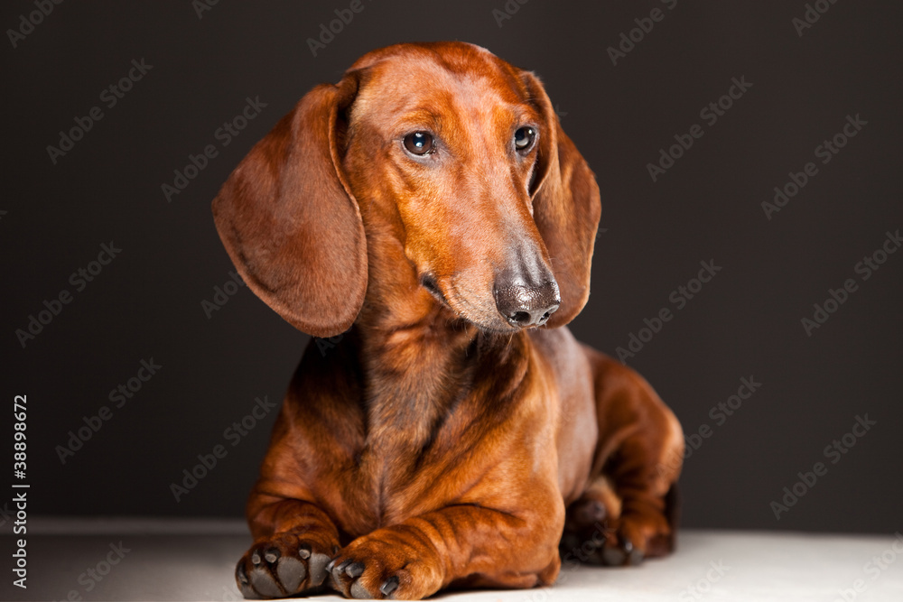 Dachshund Dog isolated lying on gray Dachshund Dog isolated lying on gray