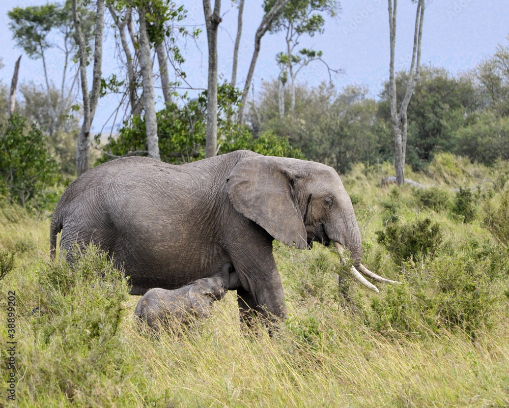 African Bush Elephant and  her baby