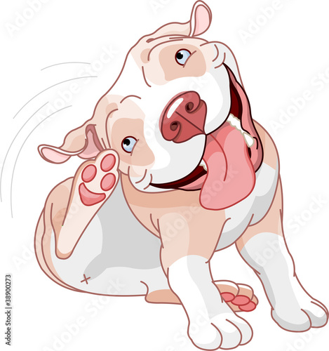 Cute pit bull scratching