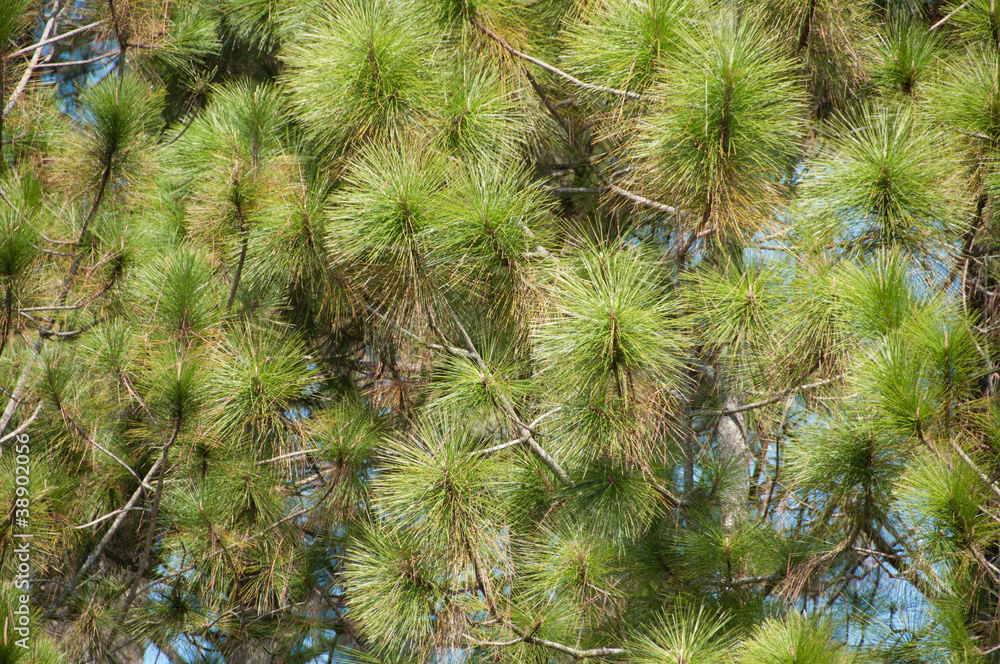 mood of the green nature mood of the green nature