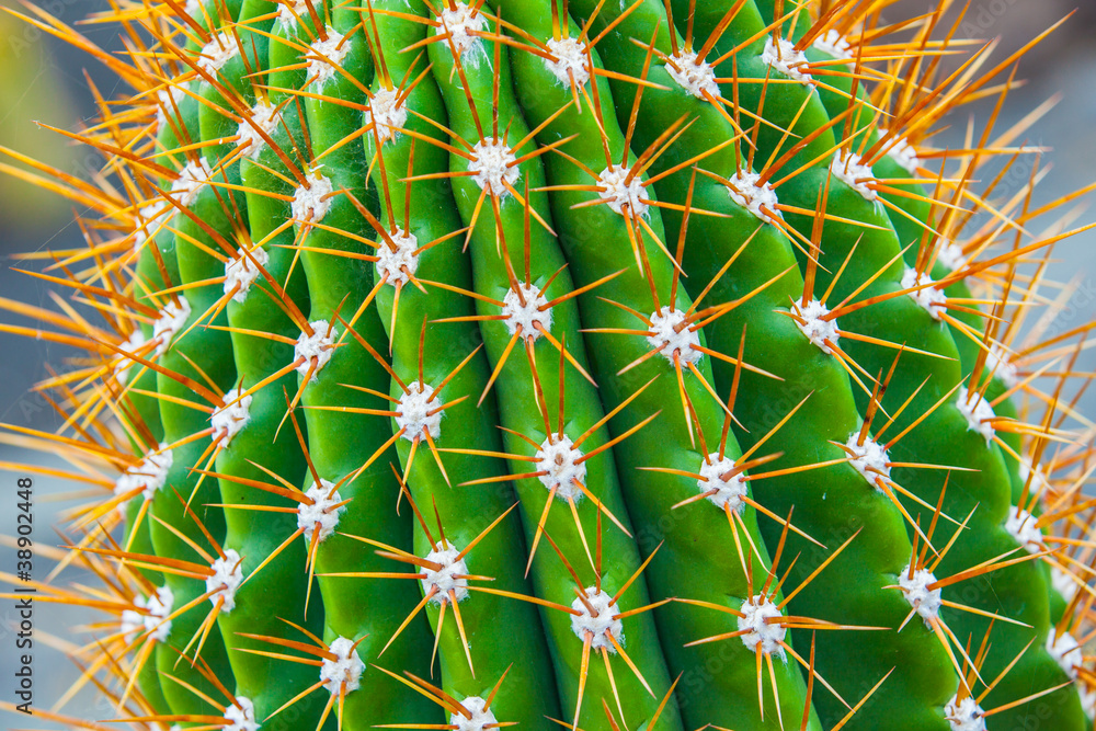 Fototapeta premium Close-up cactus