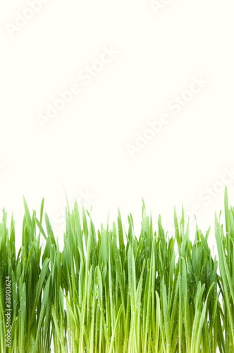 Fresh green grass covered with dew drops, isolated over white