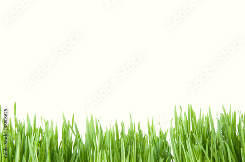 Blade of fresh green grass, white background, copyspace