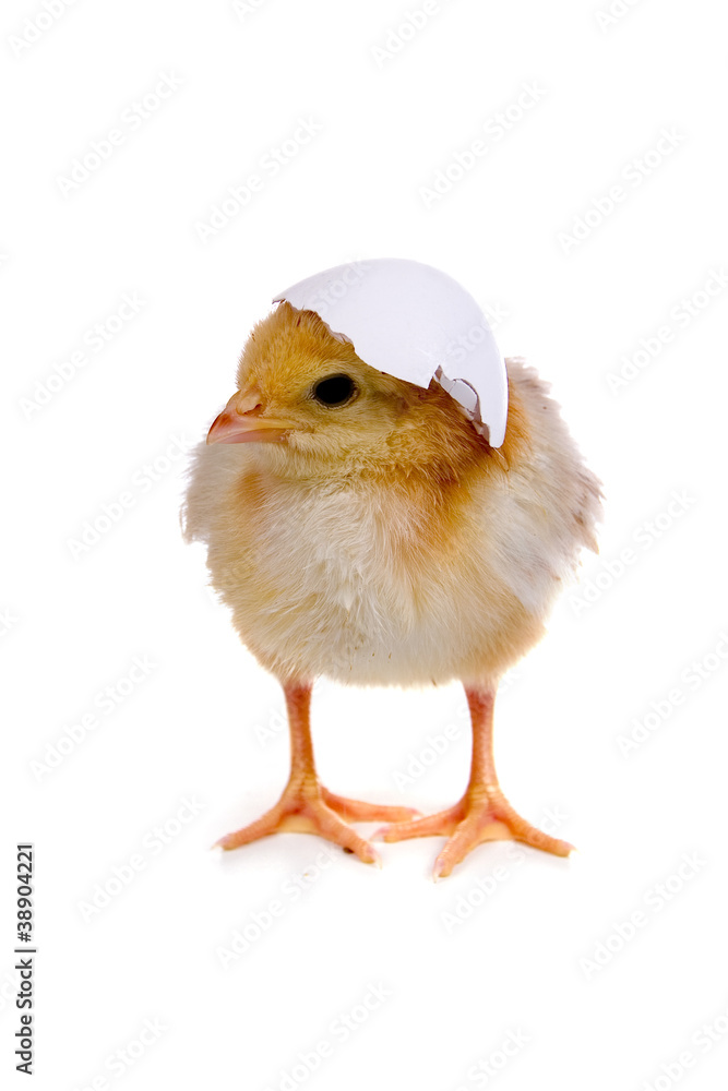 Chicken with a shell on a head