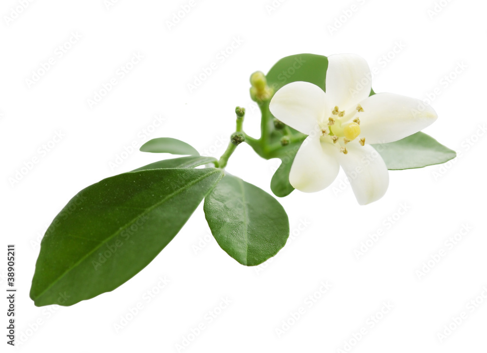 Obraz premium Murraya