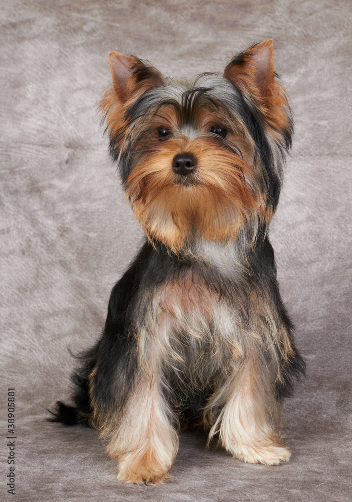 Puppy of the Yorkshire Terrier