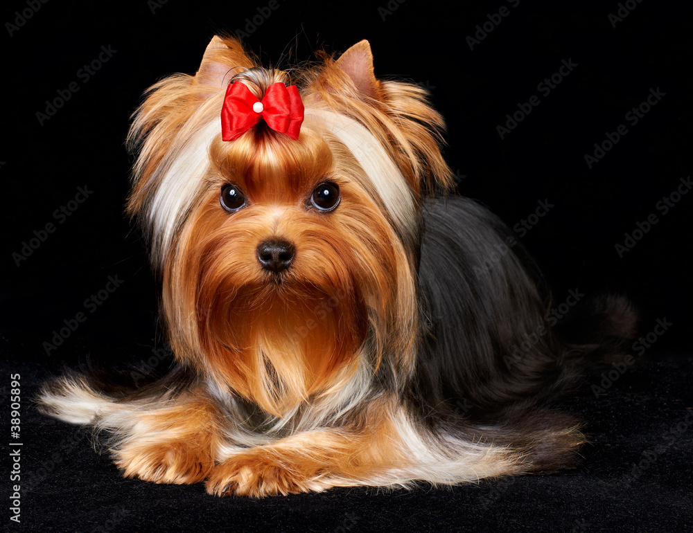 Beautiful Yorkshire Terrier