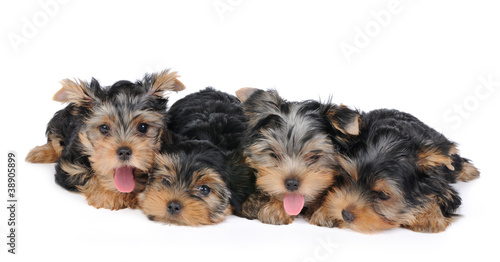 Four puppies