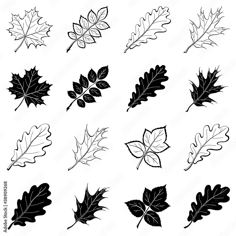 Leaves of plants, silhouettes, set Leaves of plants, silhouettes, set