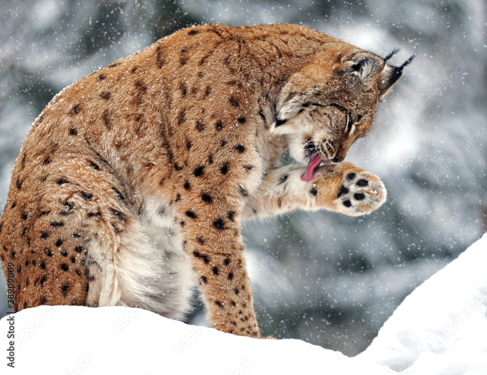 Lynx in winter