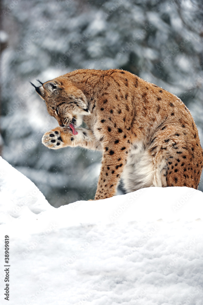 Fototapeta premium Lynx in winter