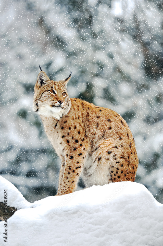 Fototapeta premium Beautiful wild lynx in winter