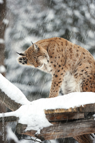 Beautiful wild lynx in winter