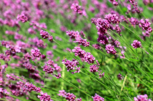 lavenders  Lavandula 