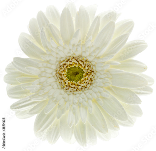 Wallpaper Mural fleur blanche gerbera Torontodigital.ca