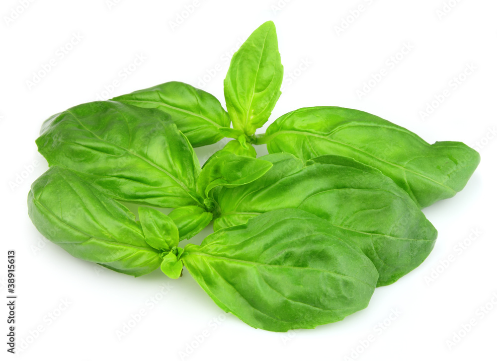 Fresh basil Fresh basil