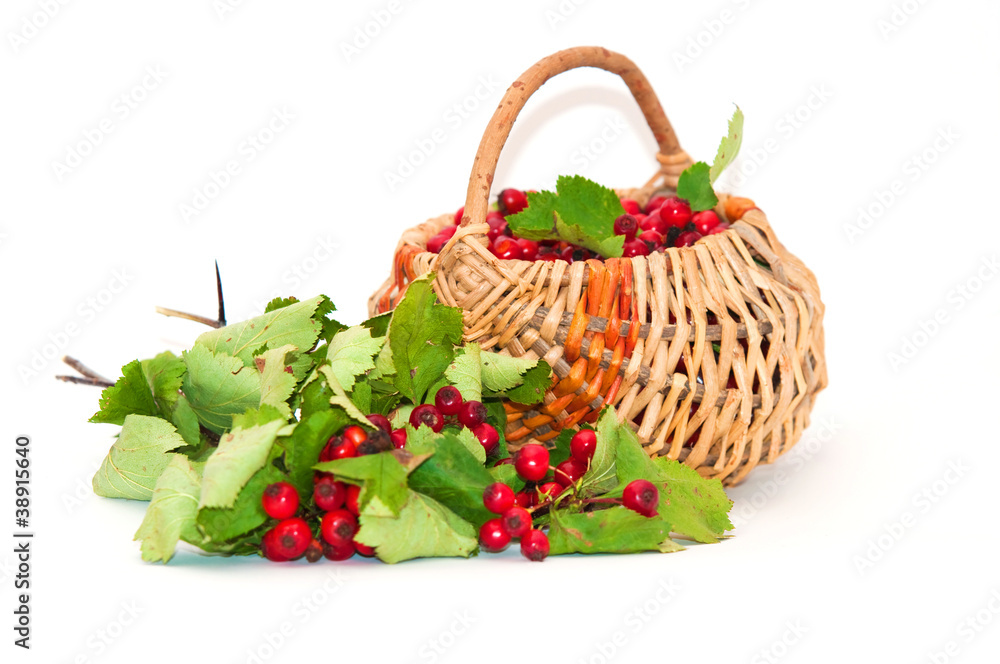 Hawthorn in a basket Hawthorn in a basket