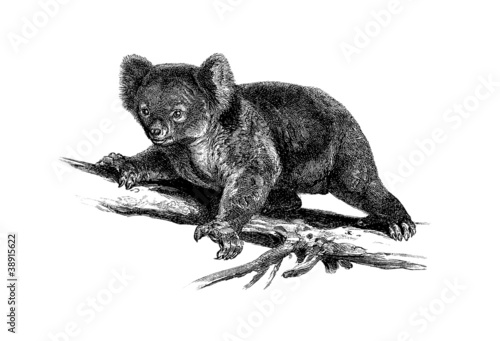 Photography Koala