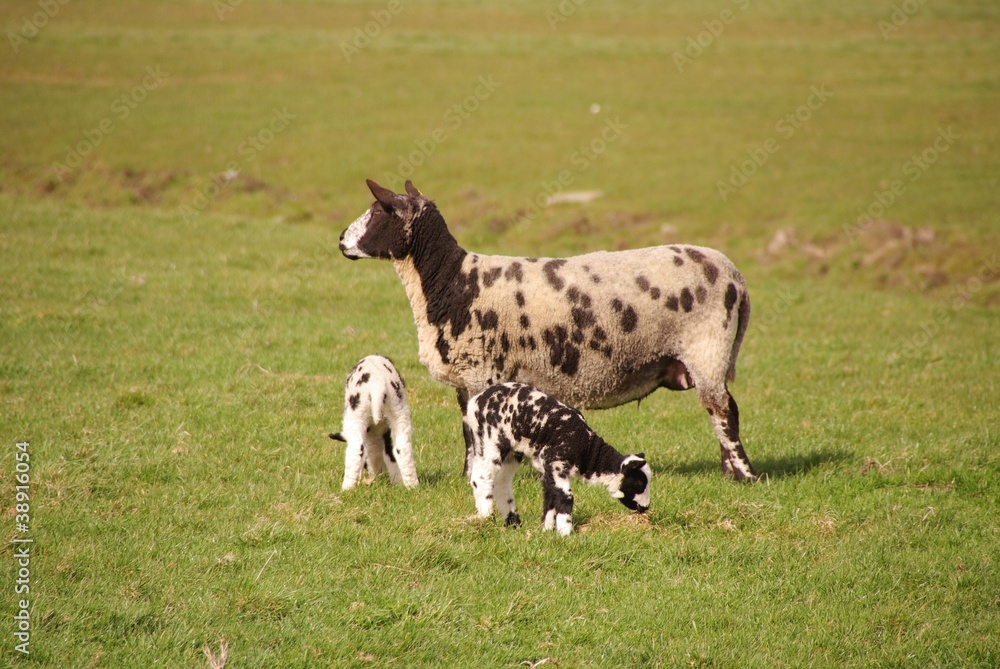 A speckled sheep with two lambs A speckled sheep with two lambs