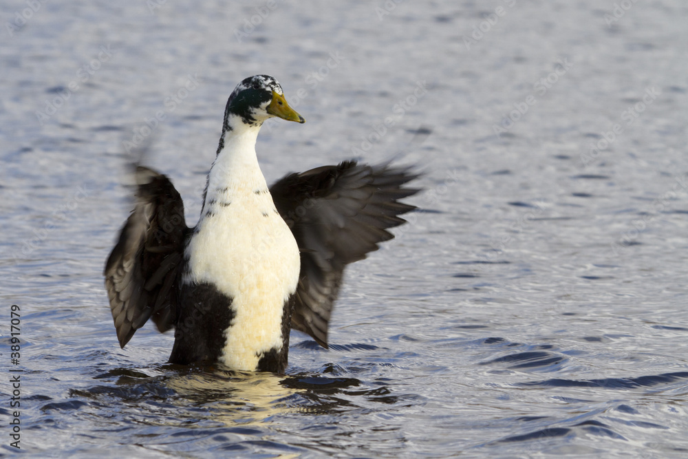 Fototapeta premium Duck