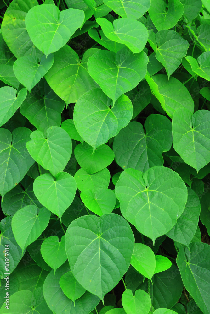 Beautiful green leaves Beautiful green leaves