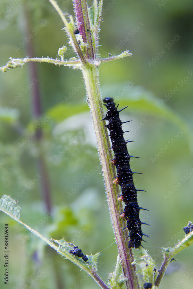 caterpillar peacock butterfly (Inachis io)