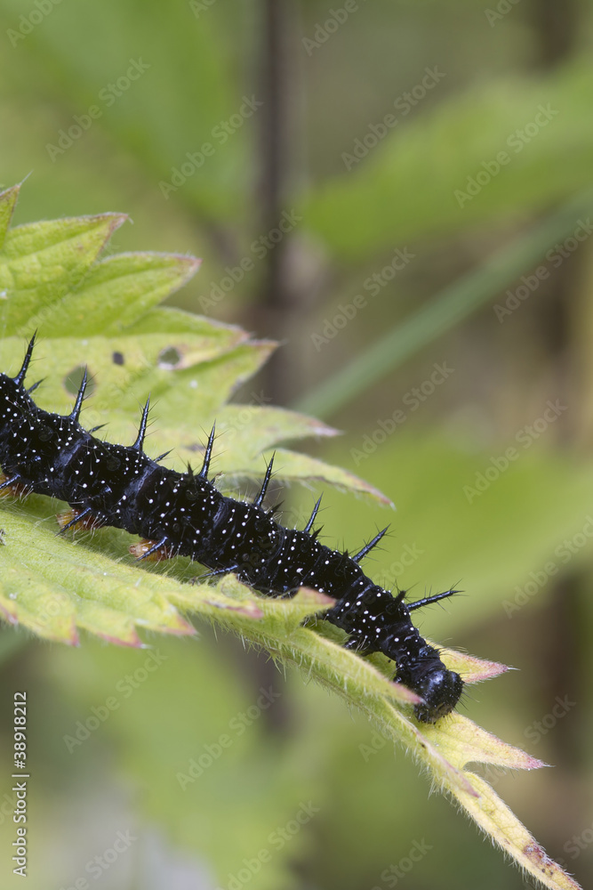 caterpillar peacock butterfly (Inachis io) caterpillar peacock butterfly (Inachis io)