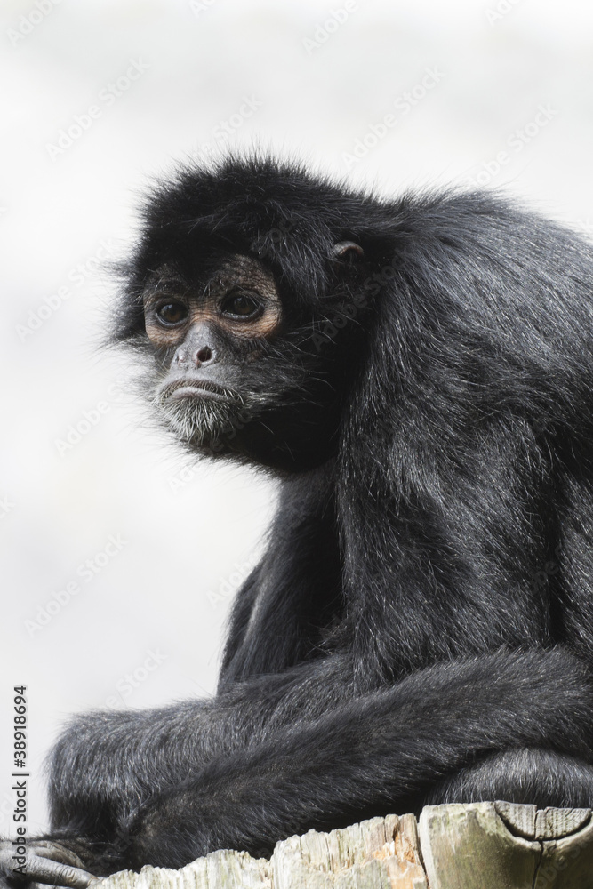 Black Spider Monkey ( Ateles paniscus)