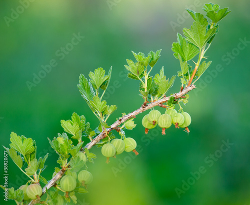 goosberry branch photo