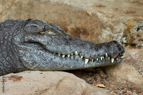 Nile crocodile  Crocodylus niloticus 