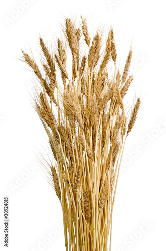 Sheaf of ears of wheat on isolated white background