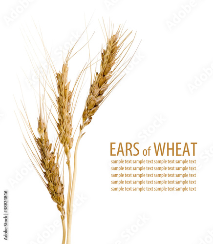 Ears of wheat on isolated white background