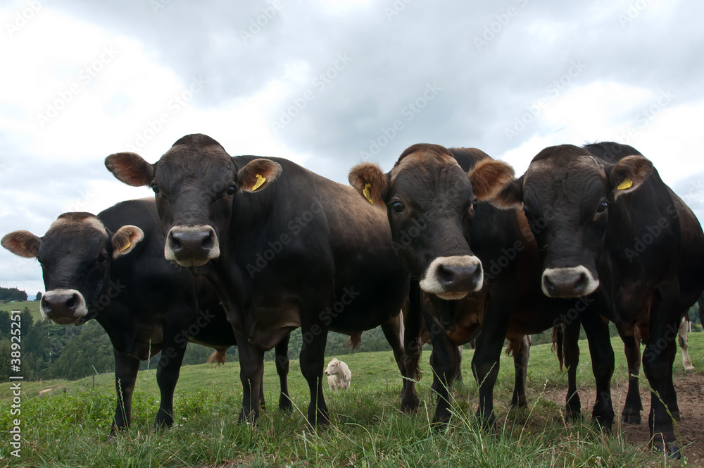 Herd of Jersey (breed) cattle
