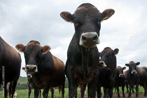 Schilderij op canvas Jersey (breed) cattle on farm