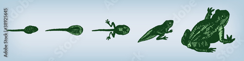 Engraving vintage frog evolution.