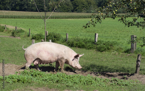 Healthy pig on meadow