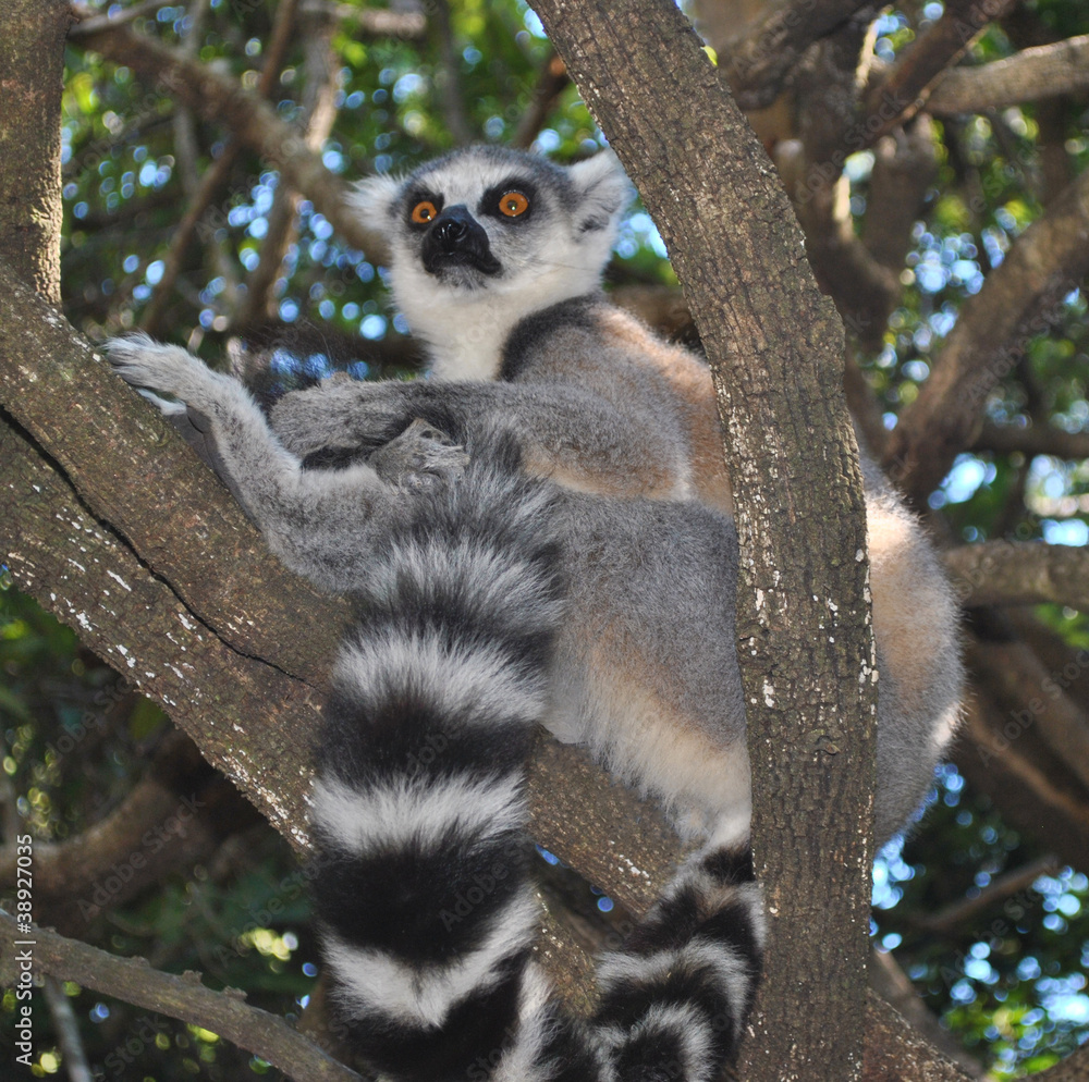 Fototapeta premium Lémurien