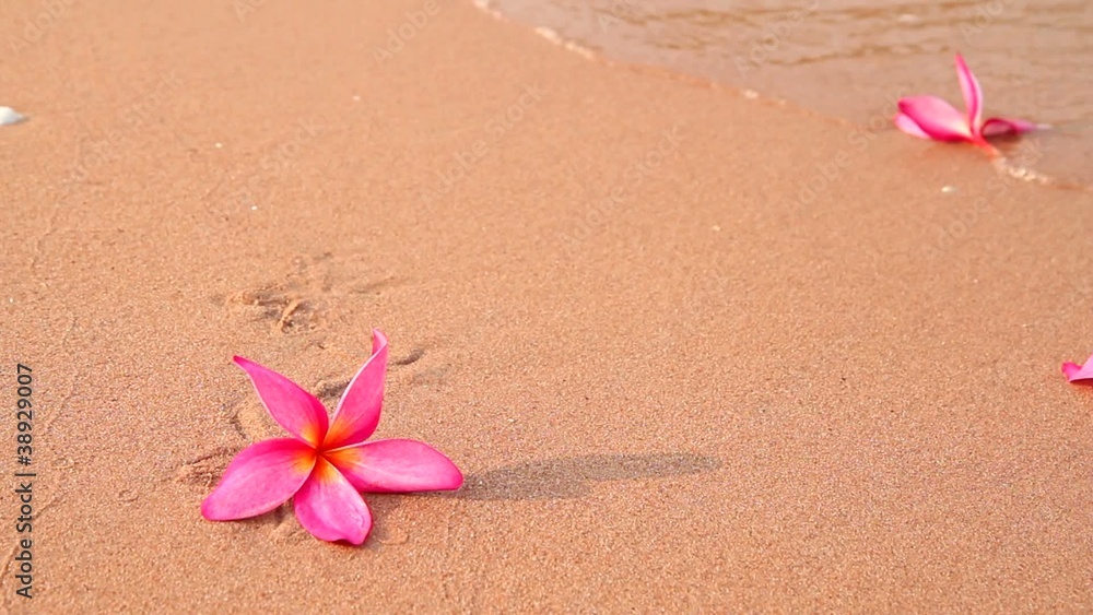 Frangipani flowers on the beach in the morning Frangipani flowers on the beach in the morning