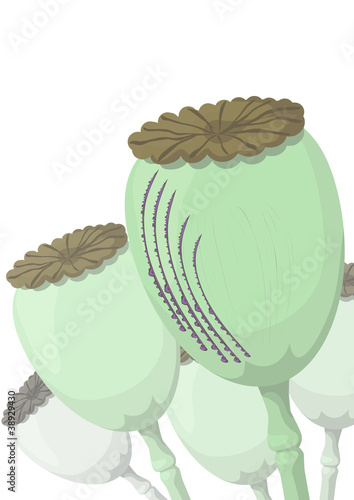 Heads of poppy