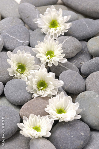 Set of white chrysanthemums flower on pebbles